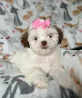 Zara imperial , a female Shih Tzu for sale in New Braunfels, TX – Photo 1 of 3