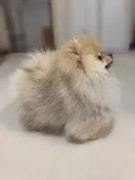 Loki , a male Pomeranian for sale in New Braunfels, TX – Photo 4 of 4