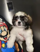 Leo, a male Shih Tzu for sale in New Braunfels, TX – Photo 3 of 3