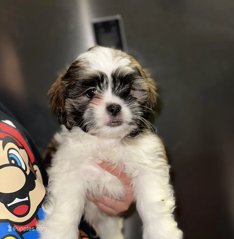 Leo – Shih Tzu puppy for sale in New Braunfels, TX