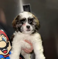 Leo, a male Shih Tzu for sale in New Braunfels, TX – Photo 1 of 3