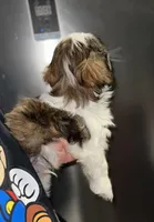 Leo, a male Shih Tzu for sale in New Braunfels, TX – Photo 2 of 3