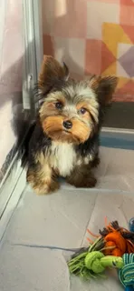 Prince💙830-660-4641⭐️MINI – Yorkshire Terrier puppy for sale in New Braunfels, TX
