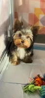 Prince💙830-660-4641⭐️MINI, a male Yorkshire Terrier for sale in New Braunfels, TX – 1 of 5
