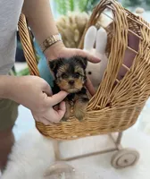 Drako💙830-660-4641, a male Yorkshire Terrier for sale in New Braunfels, TX – 3 of 4