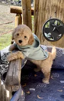 SPORT- Miniature Sweetheart 🔥, a male Goldendoodle for sale in New Braunfels, TX – Photo 6 of 7
