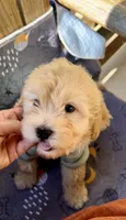 SPORT- Miniature Sweetheart 🔥, a male Goldendoodle for sale in New Braunfels, TX – Photo 2 of 7
