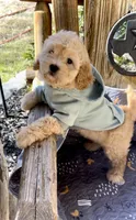 SPORT- Miniature Sweetheart 🔥, a male Goldendoodle for sale in New Braunfels, TX – Photo 3 of 7