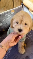 SPORT- Miniature Sweetheart 🔥, a male Goldendoodle for sale in New Braunfels, TX – Photo 1 of 7