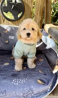 SPORT- Miniature Sweetheart 🔥, a male Goldendoodle for sale in New Braunfels, TX – Photo 7 of 7