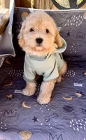SPORT- Miniature Sweetheart 🔥, a male Goldendoodle for sale in New Braunfels, TX – Photo 4 of 7