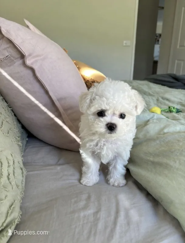 Mac💙830-660-4641 – Maltipoo puppy for sale in New Braunfels, TX