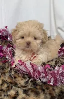 Nilla Wafer , a male Shih Tzu for sale in New Braunfels, TX – Photo 6 of 9