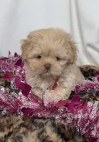 Nilla Wafer , a male Shih Tzu for sale in New Braunfels, TX – Photo 7 of 9