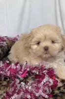 Nilla Wafer , a male Shih Tzu for sale in New Braunfels, TX – Photo 4 of 9