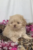 Nilla Wafer , a male Shih Tzu for sale in New Braunfels, TX – Photo 3 of 9