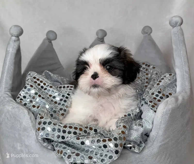Max – Shih Tzu puppy for sale in New Braunfels, TX