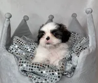 Max, a male Shih Tzu for sale in New Braunfels, TX – 1 of 3