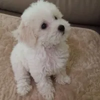 Tex, a male Maltipoo for sale in New Braunfels, TX – 3 of 3