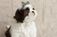 Daisy, a female Shih Tzu for sale in New Braunfels, TX – 5 of 8