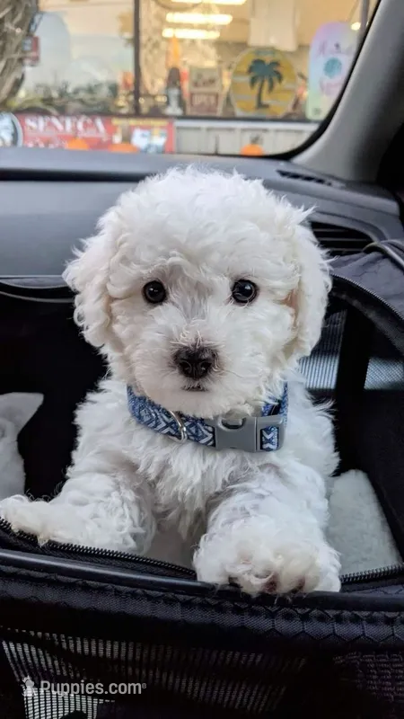 Sugar  – Maltipoo puppy for sale in New Braunfels, TX