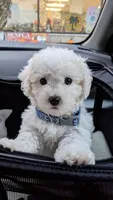 Sugar , a male Maltipoo for sale in New Braunfels, TX – 1 of 1