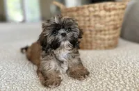 Luca💙830-660-4641, a male Shih Tzu for sale in New Braunfels, TX – 3 of 4