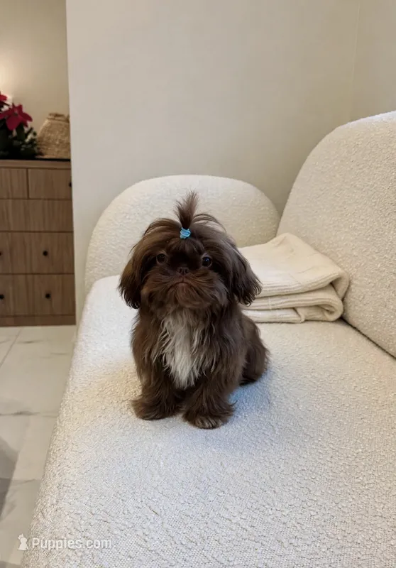 Ryder💙Imperial:830-660-4641 – Shih Tzu puppy for sale in New Braunfels, TX