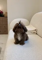Ryder💙Imperial:830-660-4641, a male Shih Tzu for sale in New Braunfels, TX – 1 of 4