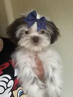 Maddie , a female Shih Tzu for sale in New Braunfels, TX – Photo 2 of 3