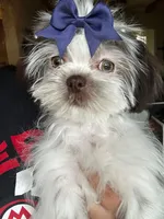 Maddie , a female Shih Tzu for sale in New Braunfels, TX – Photo 3 of 3