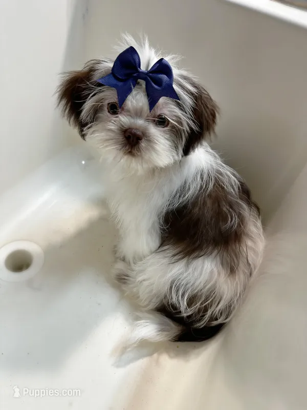 Maddie  – Shih Tzu puppy for sale in New Braunfels, TX