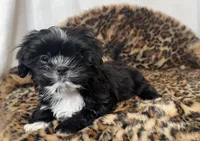 Oreo, a male Shih Tzu for sale in New Braunfels, TX – Photo 6 of 6