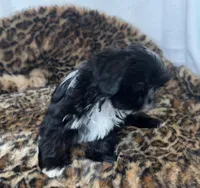 Oreo, a male Shih Tzu for sale in New Braunfels, TX – Photo 2 of 6