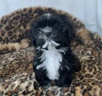 Oreo, a male Shih Tzu for sale in New Braunfels, TX – Photo 1 of 6