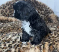 Oreo, a male Shih Tzu for sale in New Braunfels, TX – Photo 3 of 6