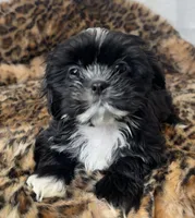 Oreo, a male Shih Tzu for sale in New Braunfels, TX – Photo 4 of 6