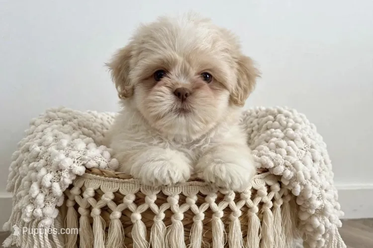 Jasper – Shih Tzu puppy for sale in New Braunfels, TX