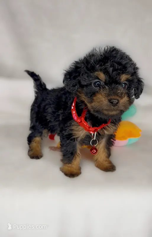 Marvin *TOY* – Poodle - Toy  puppy for sale in New Braunfels, TX