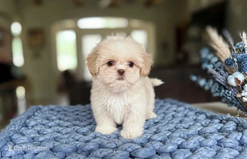 Jasper/830-660-4641 – Shih Tzu puppy for sale in New Braunfels, TX