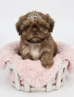 Star ⭐️ , a female Shih Tzu for sale in New Braunfels, TX – 2 of 3