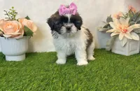 Zoey, a female Shih Tzu for sale in New Braunfels, TX – Photo 2 of 2