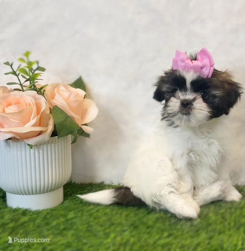 Zoey – Shih Tzu puppy for sale in New Braunfels, TX