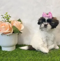 Zoey, a female Shih Tzu for sale in New Braunfels, TX – Photo 1 of 2