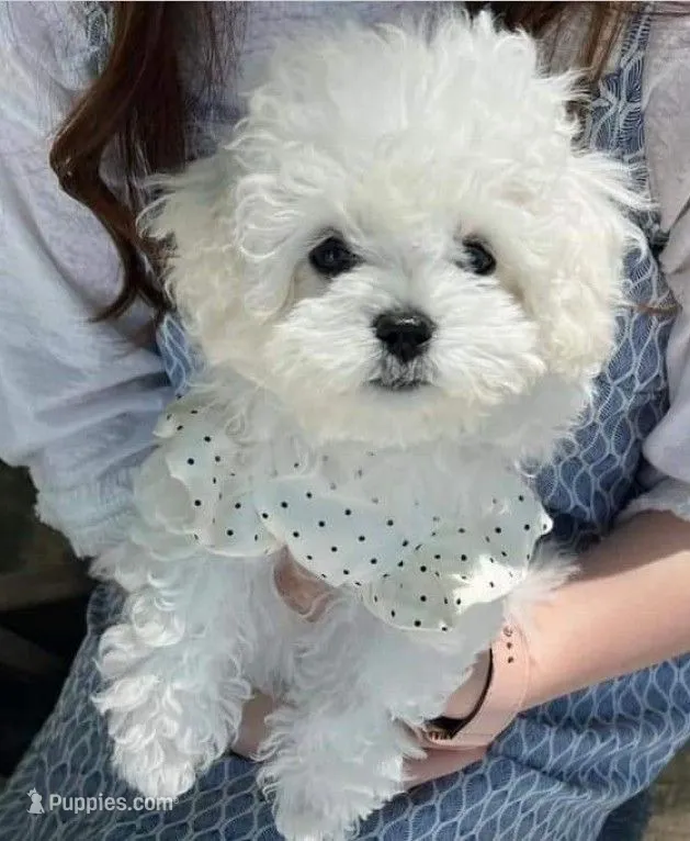 Cutie-Pie MINI  – Maltipoo puppy for sale in New Braunfels, TX