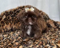 GiGi , a female Shih Tzu for sale in New Braunfels, TX – 1 of 1