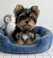 MINI💙830-660-4641, a male Yorkshire Terrier for sale in New Braunfels, TX – 2 of 2