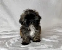 Harley , a male Shih Tzu for sale in New Braunfels, TX – 5 of 6