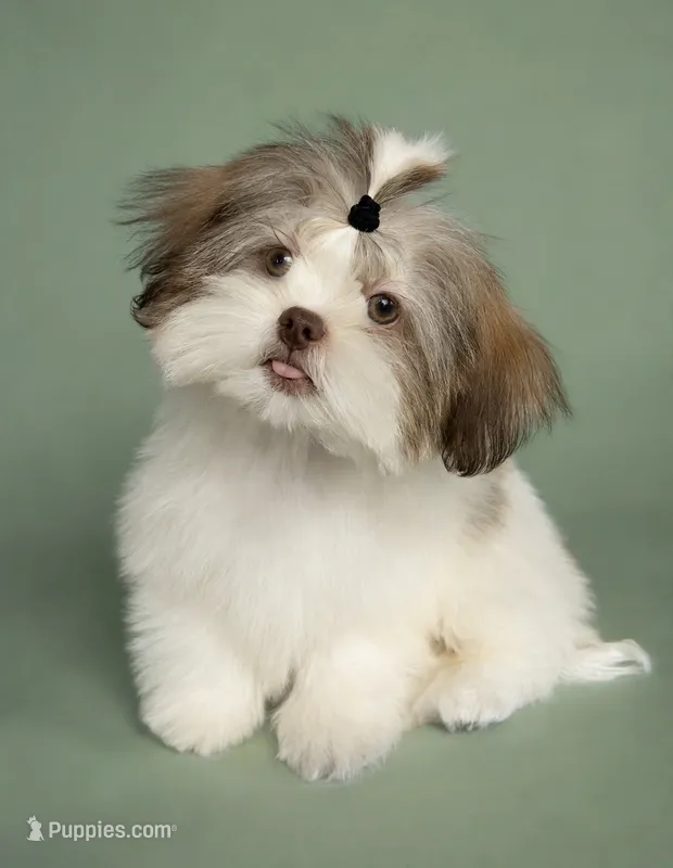Romeo-830-660-4641⭐️IMPERIAL – Shih Tzu puppy for sale in New Braunfels, TX