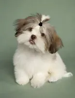Romeo-830-660-4641⭐️IMPERIAL, a male Shih Tzu for sale in New Braunfels, TX – 1 of 2